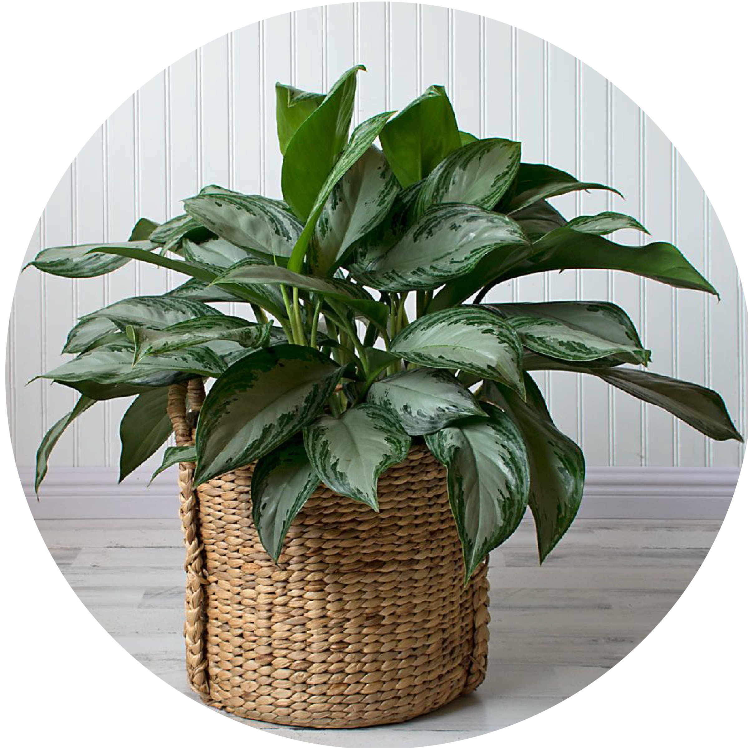 Circle Chinese Evergreen