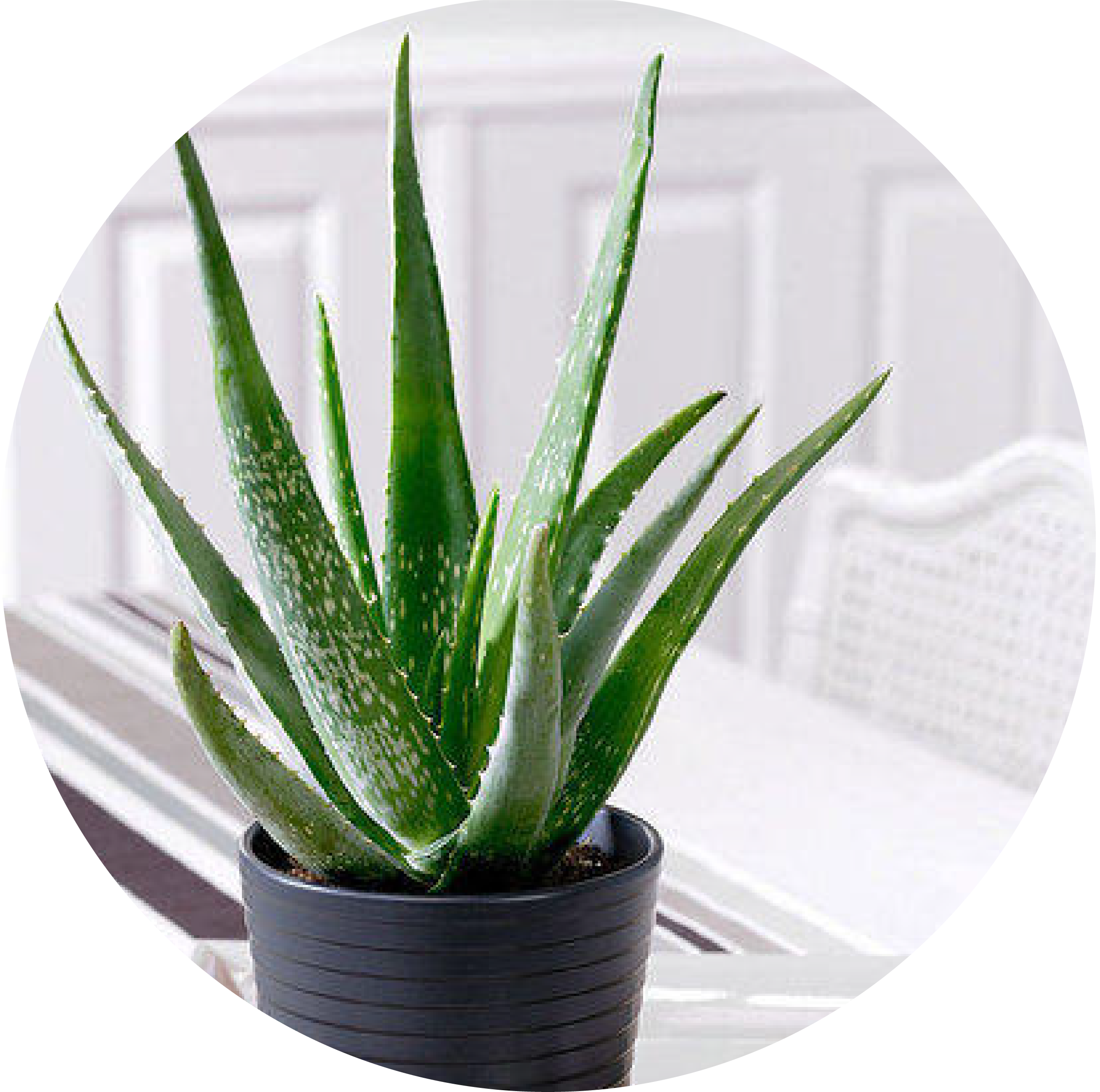 Circle Aloe