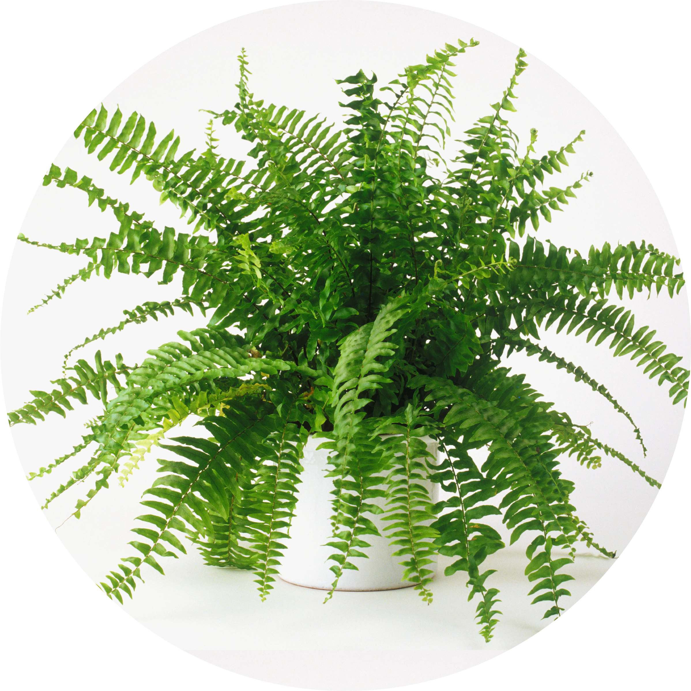 Circle Boston Fern