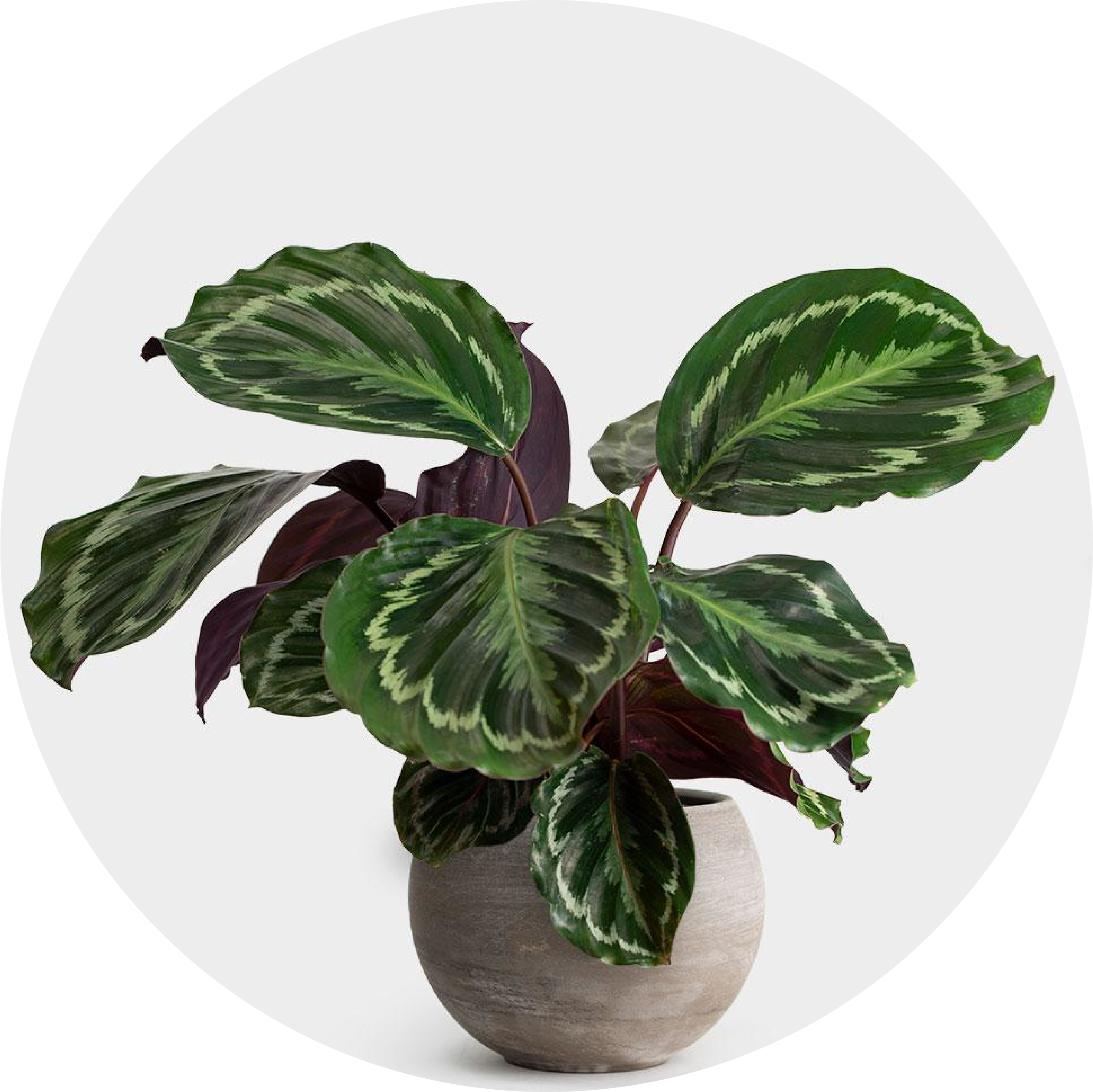 Circle Calathea