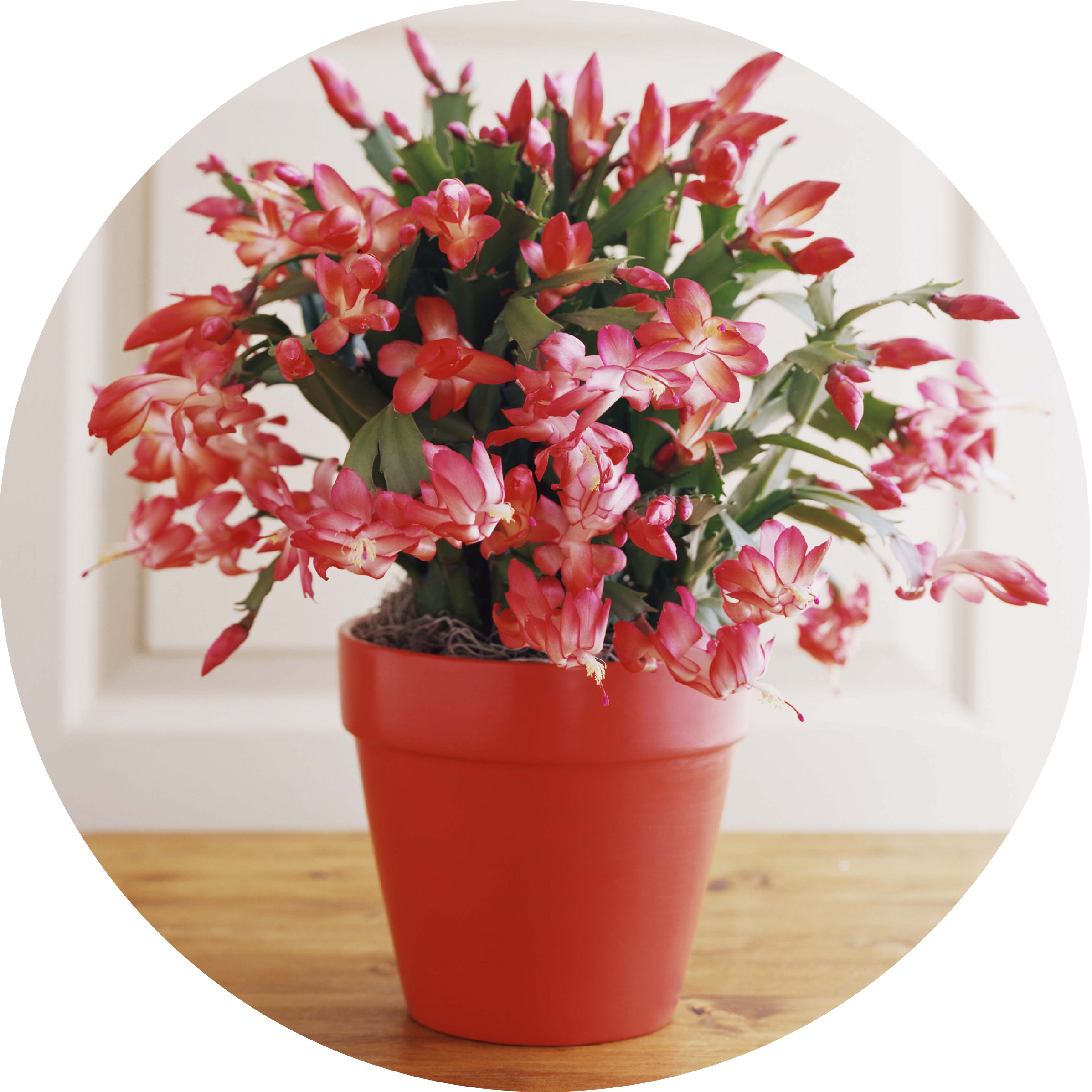 Circle Christmas Cactus